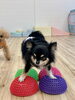 いずるくん鍛え中〜「ましゅまろ幼稚園🐾パートⅡ」