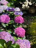 紫陽花「本日の境内の様子です」