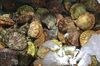 「魚魚市場鮮魚コーナーおすすめは「チカメキントキ」です♪」