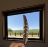 トビの羽「涸沼で拾った鳥の羽🪶」
