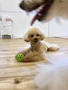 まるくんボール離しませんっ😅　「ましゅまろ幼稚園　🐶」