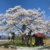 【雫石町】長山街道の弘法桜