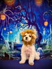 ガォーっ　🦁　ライオンじろうくん「ハロウィンフォトコンテスト🎃byましゅまろ幼稚園🐾」