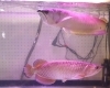 光をまとう金銀の肉食魚！ピラニア＆アロワナ【かすみがうら市水族館