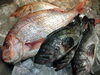 「本日のオススメは魚!!　ソイの香草焼き🐟 前菜には炙り真鯛🐟  【黒ソイの香草焼き、バルサミコソース】」