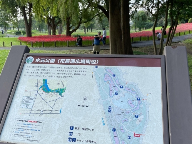 一面に咲く彼岸花 ヒガンバナ が綺麗 秋のハイキングも気持ち良い 都立水元公園 はなしょうぶ園の丘 まいぷれ葛飾編集部のニュース まいぷれ 葛飾区 一面に咲く彼岸花 ヒガンバナ が綺麗 秋のハイキングも気持ち良い 都立水元公園 はなしょうぶ園の丘 まいぷれ葛飾編集部のニュース まいぷれ 葛飾区