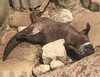 大胆に仰向けで眠るコツメカワウソ「動物の様子🐾」