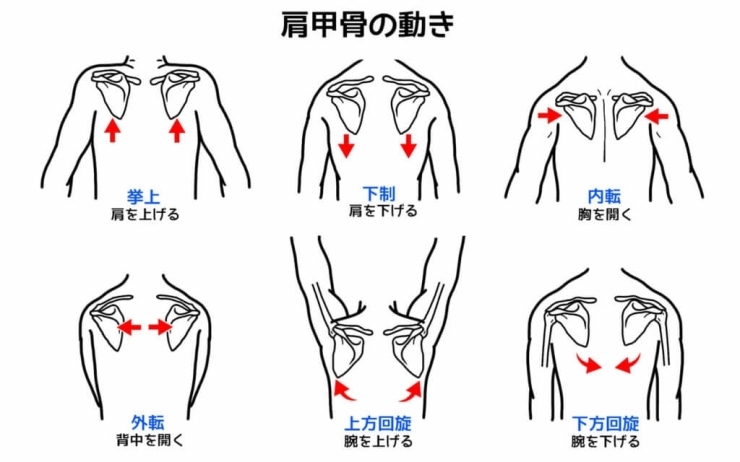 肩甲骨はこの様な動きをします。沢山ありますよね。「「肩甲上腕リズム」ってご存じですか？」