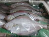 「📣本日のお魚情報🐟」