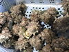 「魚魚市場鮮魚コーナーおすすめは「福岡県産うに」です♪」