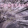 春が来た！市川の桜ウィーク（いちかわ真間川堤桜ウィーク）について解説するよ