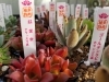 Jozpictsihpzp 完了しました 多肉植物 イベント 関東 21 1005 多肉植物 イベント 関東 21