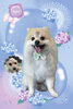 「Dog salon mofu mofu　余市町」