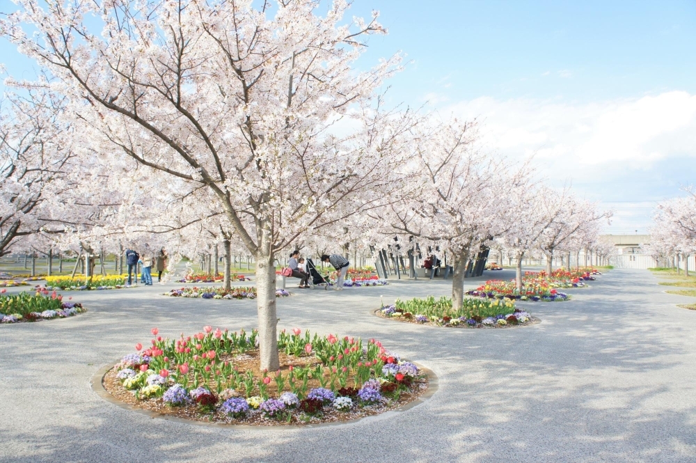 さくら広場 幕張 習志野市 お花見するならここ 千葉 船橋 市川 習志野の 桜 特集 21年 まいぷれ 習志野市