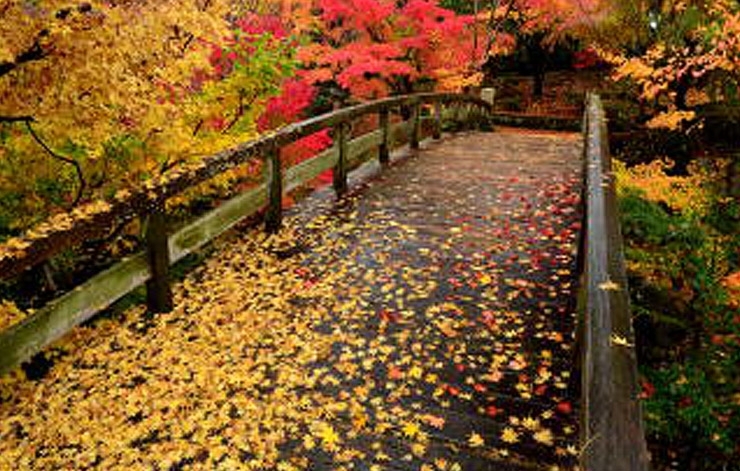 三景園 尾道 三原 紅葉特集 まいぷれ 尾道市 三景園 尾道 三原 紅葉特集 まいぷれ 尾道市