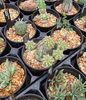 たにっくん工房さまより塊根植物が入荷しました🪴´- | 34Garden さんと