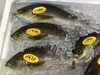 「魚魚市場鮮魚コーナーおすすめは「ツキヒガイ」です♪」
