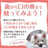 歯から口の奥を触ってみよう！「犬の歯磨きの第一歩！」