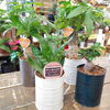 ブリキ缶入りの観葉植物です！「『はなやホック皆生店』観葉植物part2」