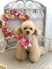花ちゃん「わんこと秋桜　」