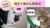 頭が思い、疲労が抜けない。鍼灸で気の巡りを整えるとすっきりします「頭痛、腰痛低気圧と湿気で重い「鍼灸」で解消」