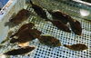 「西海物産館・魚魚市場鮮魚コーナーおすすめは「ヒオウギ貝」です♪」