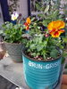 いくつか 並べると素敵です(植え替え済み)「ビオラとパンジーをブリキ缶に植え替えてアンティーク風のお庭に❗」