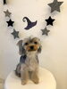 ふむくん　お耳は？(笑)「Ｈappy  Halloween ^o^」