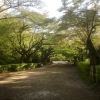 【古城公園】もはや森！
