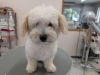 「本日のお客さま♥️ミックス犬【大分市中戸次／ドッグサロン／トリミング】」