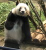 上野動物園２「上野動物園に行ってきたよ！　★英会話と体操のコラボ教室（堀切、お花茶屋、綾瀬、亀有、小菅）」