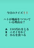 「3月3日水曜日今日のクイズ!!『ハトが地面をつついている理由は？A　口の汚れをとる B　ニオイをかぐ C　小石を食べる』本日瓢(ひさご)はお休みです。」