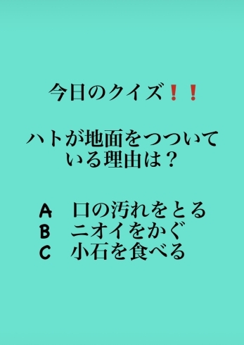 「3月3日水曜日今日のクイズ!!『ハトが地面をつついている理由は？A　口の汚れをとる B　ニオイをかぐ C　小石を食べる』本日瓢(ひさご)はお休みです。」