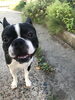 「お散歩トレーニング★新潟市犬の保育園♪犬の社会化わんちゃんのしつけHappyTail」