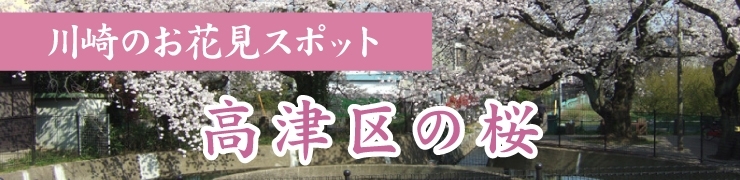 川崎でお花見するならここ！　高津区の桜情報