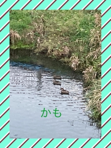 近くの川で泳いでいた鴨「利用者様の作品と遭遇の烏骨鶏と近くの川にいた鴨」