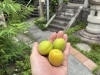 「⛩️梅の収穫作業⛩️」