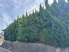 「道路沿い生垣の剪定と植栽まわりの清掃を行いました🌿」