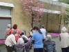 ハナミズキの花が見ごろでした「新見市社協のデイサービスをぜひご利用ください♪」