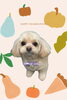 「Dog salon mofu mofu　余市町」