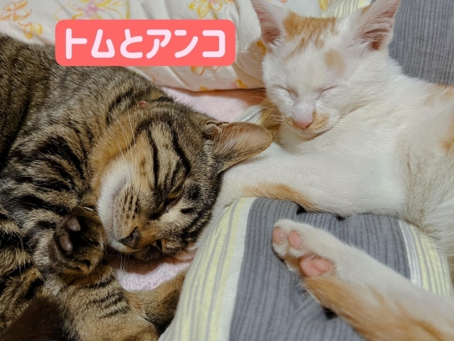 猫スタッフ(=^ェ^=)「和心村猫村民、３匹新入りきました！  名前を募集していま〜す！」