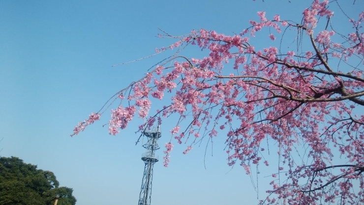 枝垂れ桜「春のお彼岸ですね」