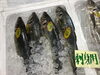 「魚魚市場鮮魚コーナーおすすめは「アジ」です♪」