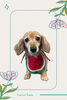 「Dog salon mofu mofu　余市町」
