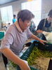 枝豆作業「就労継続支援B型事業所とまと【送迎あり！作業風景】」