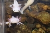 ご来館お待ちしております。「日本の魚なのに外来種？ワタカをご紹介🐟【湖畔の体験・学習スポットかすみがうら市水族館】」