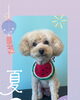 「Dog salon mofu mofu　余市町」