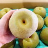 「茨城県産「ハウス幸水梨」」