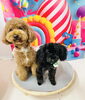 プードルのりくくん🐬おとくん🐣「🐶トリミング🐾」