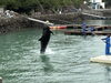 躍動感あふれるクジラのパフォーマンスに魅了「くじら博物館＆くじらショーで「海の世界」を体感しました」